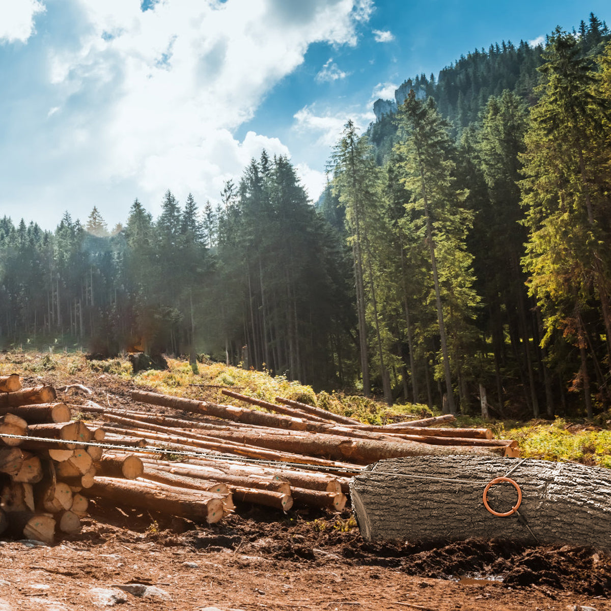 Log Choker Cable With Tow Ring,10 Feet Long Orange Steel
